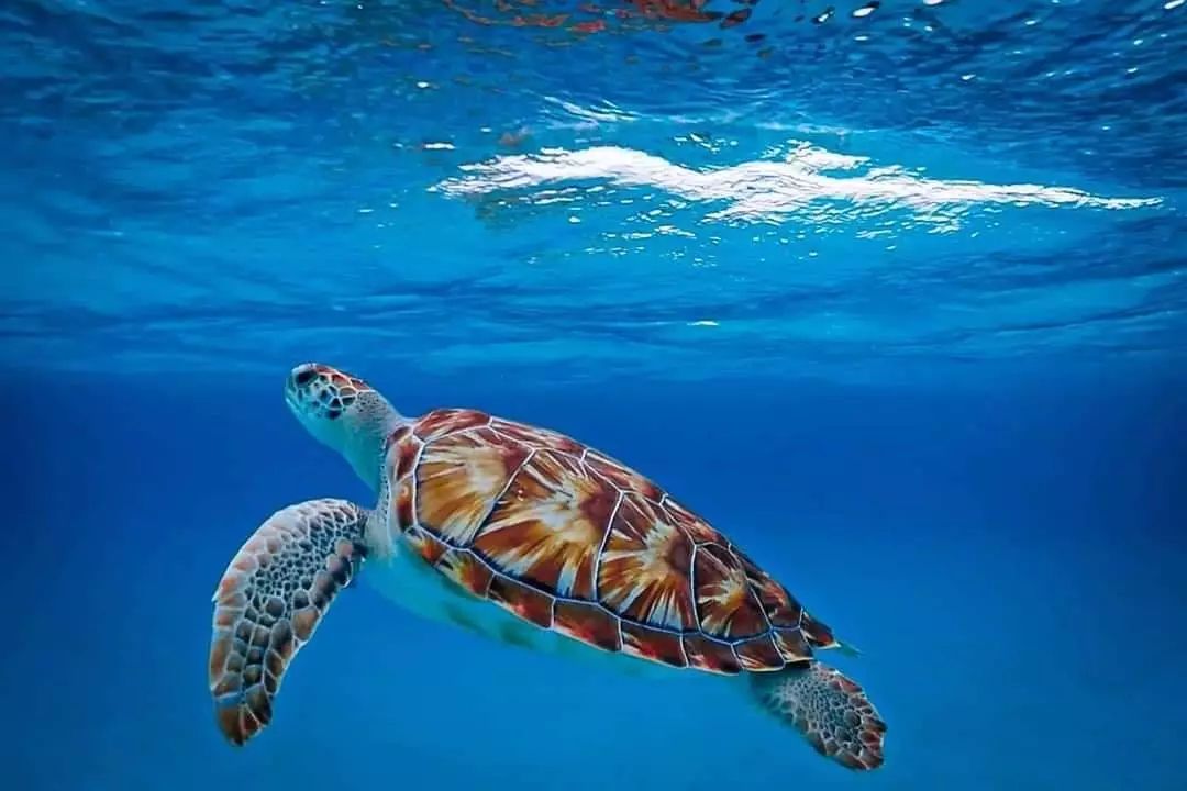 95871669_2653989374885948_82769263948988416_n.webp