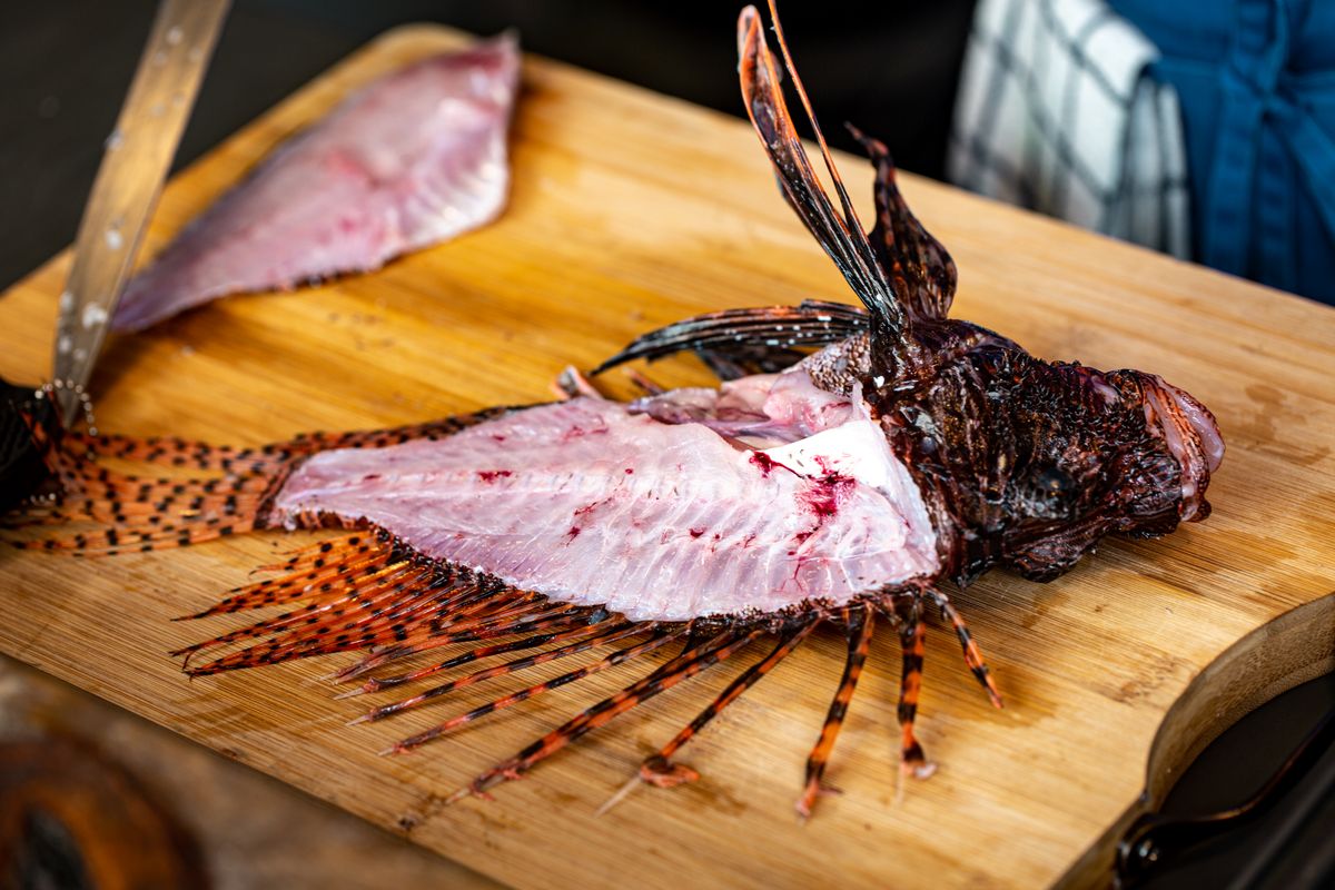 Lionfish cleaned.jpg
