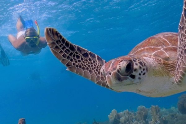 snorkeling-with-sea-turtles-600x400.jpg