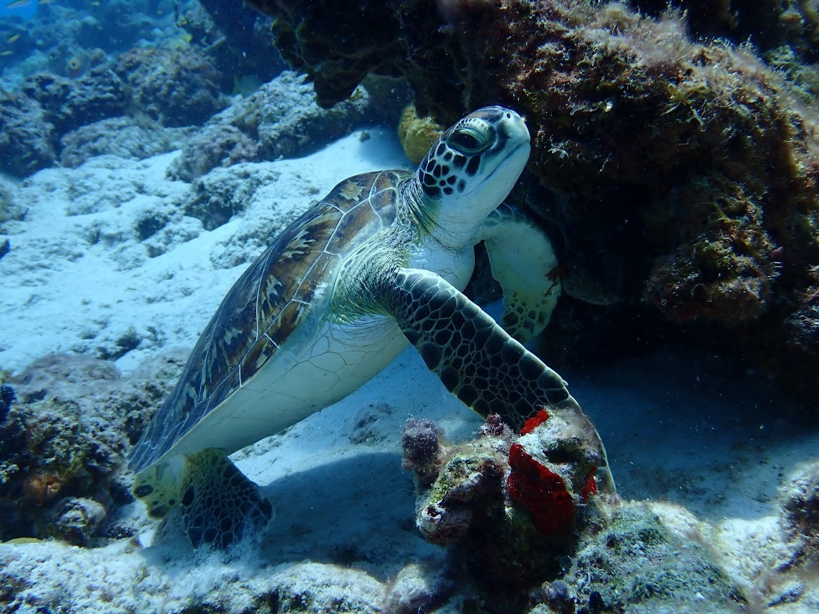 tortue marine.JPG